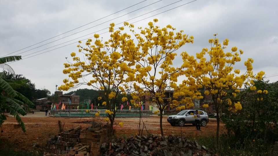 ʾ����ٺ�����Ƭ��&mdash;&mdash;ֲ�￪��